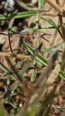Cleome violacea