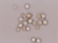 Heliogaster columellifer