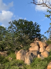 Entandrophragma caudatum