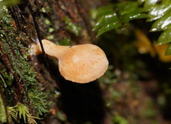 Panellus ligulatus