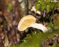 Panellus ligulatus
