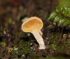 Panellus ligulatus