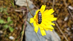 Acmaeotethya