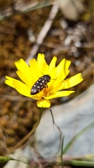 Acmaeotethya