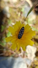 Acmaeotethya