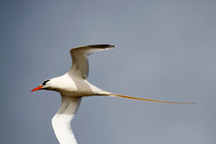 Phaethon lepturus catesbyi