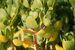 Scaevola plumieri