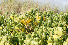 Scaevola plumieri