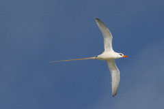 Phaethon lepturus catesbyi