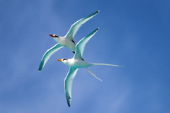 Phaethon lepturus catesbyi