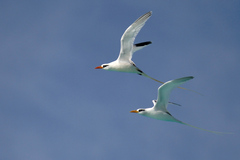 Phaethon lepturus catesbyi