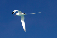 Phaethon lepturus catesbyi