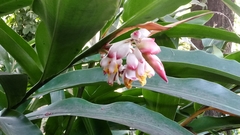 Alpinia zerumbet
