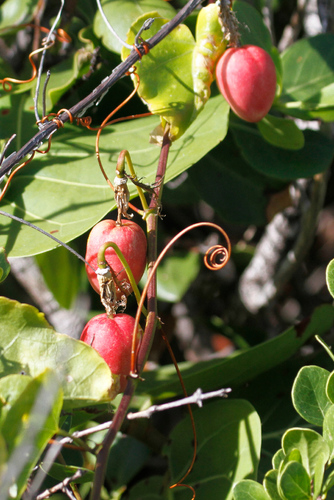 Image of Passiflora pectinata by no rights reserved