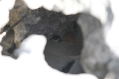 Phaethon lepturus catesbyi