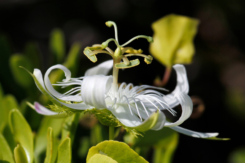 Image of Passiflora pectinata by no rights reserved