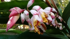 Alpinia zerumbet