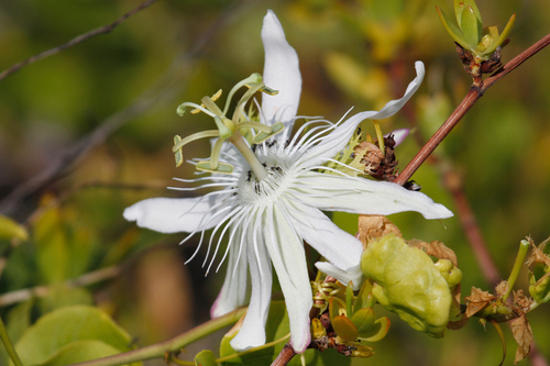 Image of Passiflora pectinata by no rights reserved