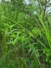 Gloriosa superba
