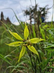 Gloriosa superba