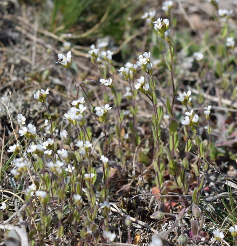 Arabis auriculata Lam.