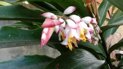 Alpinia zerumbet