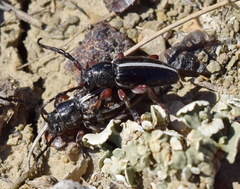 Dorcadion cinerarium