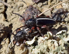 Dorcadion cinerarium