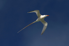 Phaethon lepturus catesbyi