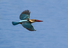 Stork-Billed Kingfisher photo 3
