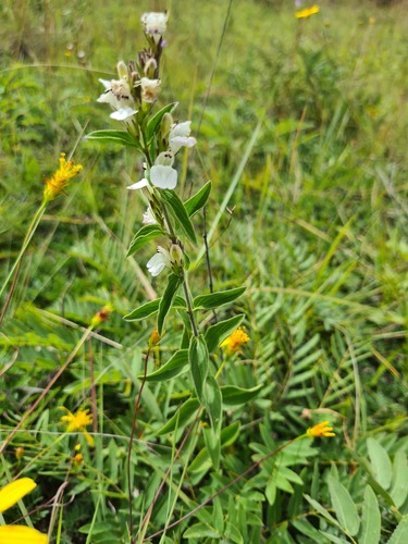 Pogonospermum virgultorum image