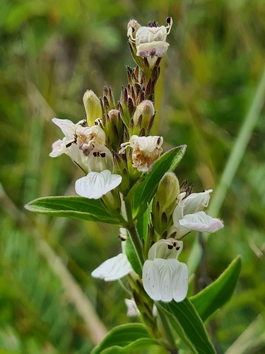 Pogonospermum virgultorum image