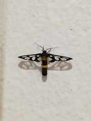 Amata sperbius