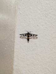 Amata sperbius