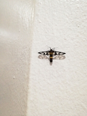 Amata sperbius