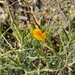 Adesmia candida - Photo (c) Guillermo Debandi, algunos derechos reservados (CC BY), subido por Guillermo Debandi