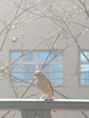 Phoenicurus auroreus