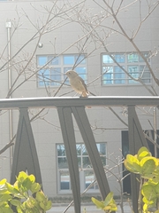 Phoenicurus auroreus