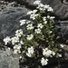 Alpine Rock-Cress - Photo (c) Armin Pilser, some rights reserved (CC BY-NC), uploaded by Armin Pilser