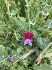 Lathyrus clymenum