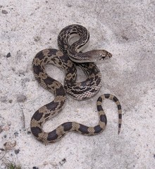 Pituophis melanoleucus melanoleucus