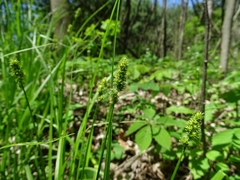 Carex cephalophora