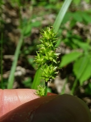 Carex cephalophora