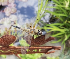 Libellula quadrimaculata