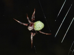 Araneus apricus