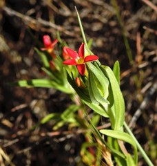 Collomia biflora