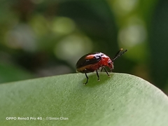 Arcastes biplagiata