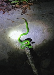 Trimeresurus medoensis