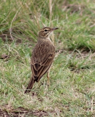 Anthus nicholsoni nicholsoni