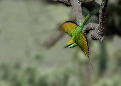 Merops orientalis